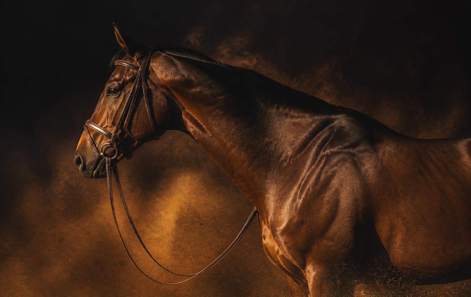 Caballo de polo del equipo sponsoreado por Alar Lamborghini